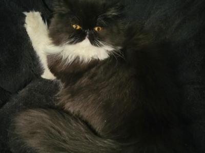 Orianna Omaha Nebraska - Persian - Gallery Photo #1