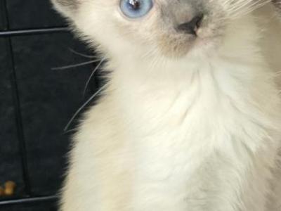 Adorable Siamese Kittens - Siamese - Gallery Photo #1
