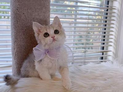 SK065 - Selkirk Rex - Gallery Photo #1