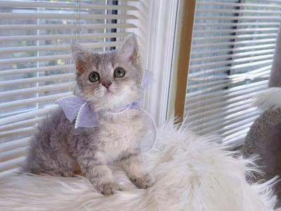 SK066 - Selkirk Rex - Gallery Photo #1