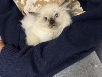 Seal Point - Ragdoll - Gallery Photo #1