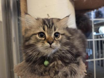 Rudy - Ragdoll - Gallery Photo #1