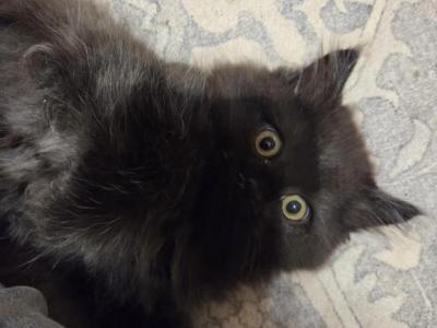 Vinny - Ragdoll - Gallery Photo #1