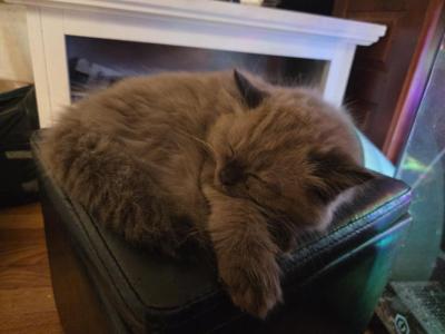 Messi - Ragdoll - Gallery Photo #1