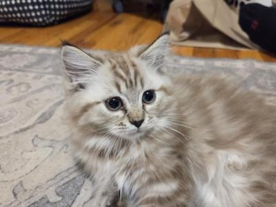 Erline - Ragdoll - Gallery Photo #1