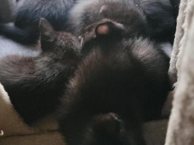 Kittens - Domestic - Gallery Photo #1