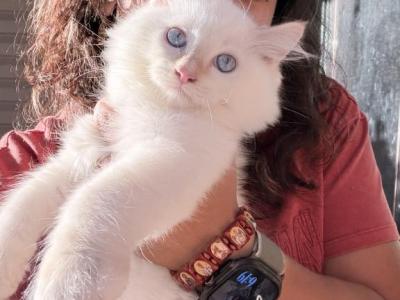 Purebred Flame Point Kitten - Ragdoll - Gallery Photo #1