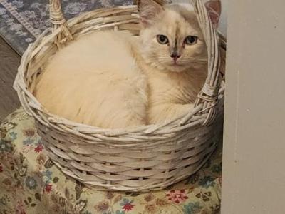 Tortie Ragdoll Kitten - Ragdoll - Gallery Photo #1