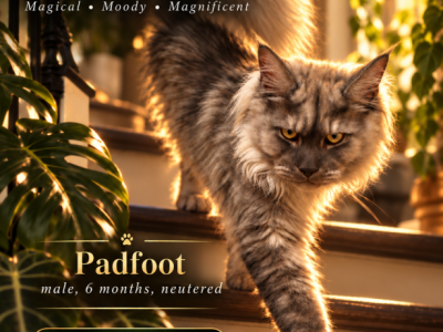 Harry Potter Litter - Maine Coon - Gallery Photo #1
