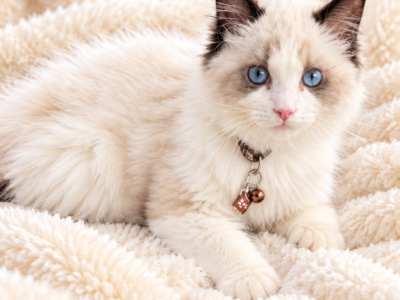 Regal - Ragdoll - Gallery Photo #1