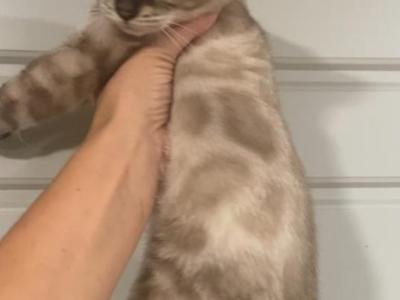 Lots Of Spots - Bengal - Gallery Photo #1