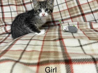 Female Kitten Calico Kitten - Domestic - Gallery Photo #1