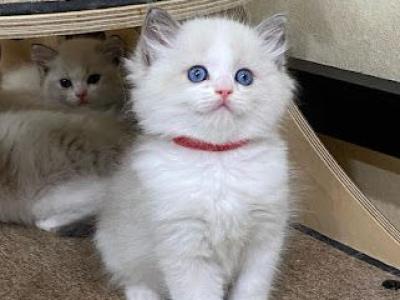 Ragdoll Kittens Ready Now - Ragdoll - Gallery Photo #1