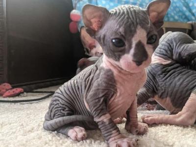 Sphynx Kittens Ready Now - Sphynx - Gallery Photo #1