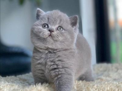British Shorthair Kittens Ready Now - British Shorthair - Gallery Photo #1