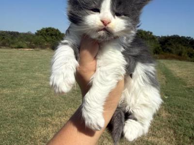 Maine Coon Kittens Ready Now - Maine Coon - Gallery Photo #1