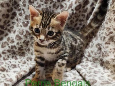 Pink Collar Female Perris Bengal - Bengal - Gallery Photo #1