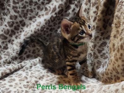 Green Collar Perris Bengal Boy - Bengal - Gallery Photo #1