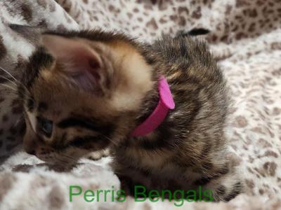 Purple Collar Perris Bengal Girl - Bengal - Gallery Photo #1
