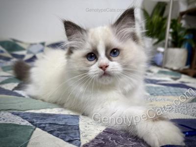 Marsh - Ragdoll - Gallery Photo #1