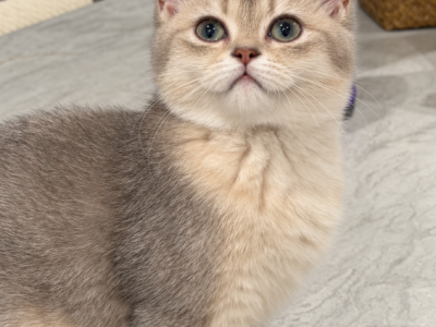 Lucas  Beautiful Blue Golden British Shorthair Bo - British Shorthair - Gallery Photo #1