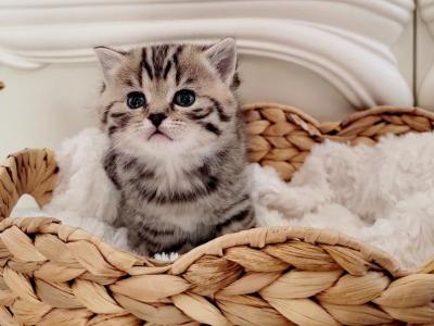 Scottish Kittens - Scottish Straight - Gallery Photo #1