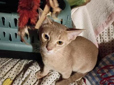 Tickle Me Fawn - Abyssinian - Gallery Photo #1