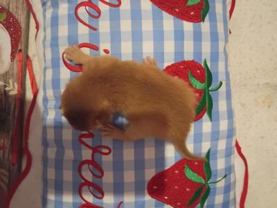 Holiday Red Rosebud - Abyssinian - Gallery Photo #1
