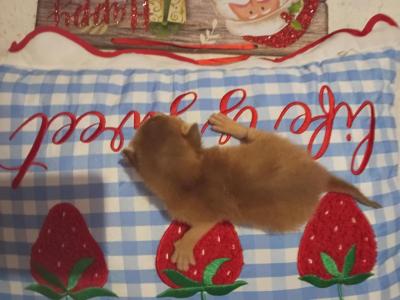 Holiday Red Rosie - Abyssinian - Gallery Photo #1