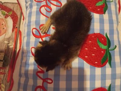 Ruddy Rudolph - Abyssinian - Gallery Photo #1