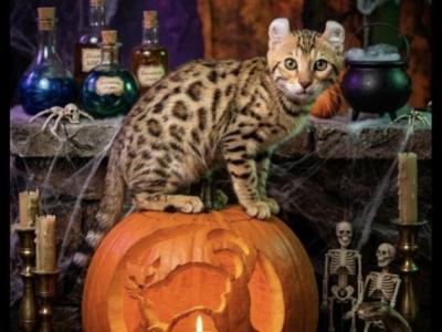 Princess Leia Kitty - Highlander - Gallery Photo #1