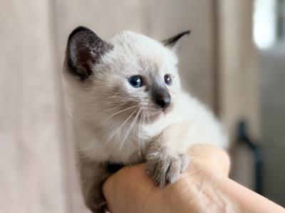 Cute Siamese Kitten - Siamese - Gallery Photo #1