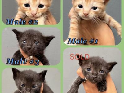 Kittens Males Half Siamese - Domestic - Gallery Photo #1