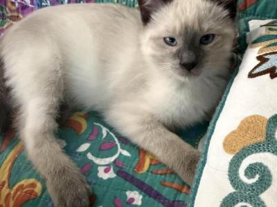 Leo - Siamese - Gallery Photo #1