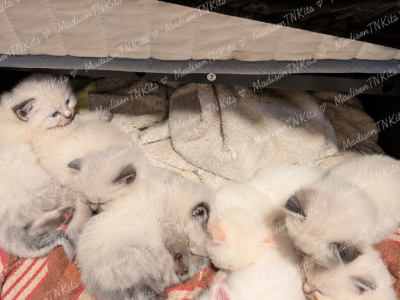 Lovely Litter Of Angels - Ragdoll - Gallery Photo #1