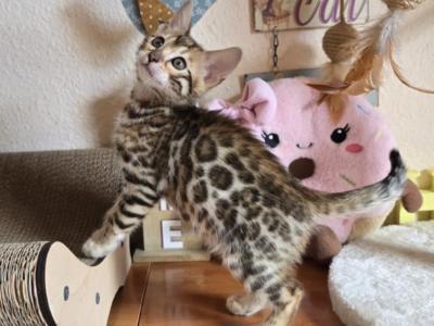 Bengal Kittens - Bengal - Gallery Photo #1