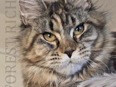 Faylinn Forest Rich - Maine Coon - Gallery Photo #1