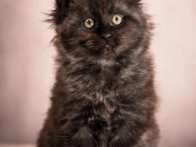 Maine Coon Kittens - Maine Coon - Gallery Photo #1