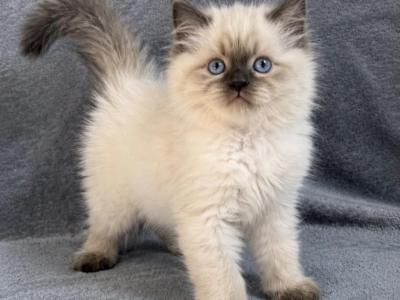 Ragdoll Kittens - Ragdoll - Gallery Photo #1