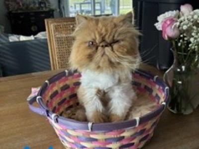 Scarlett And Casper's Kittens - Persian - Gallery Photo #1
