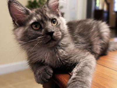 Lyra Sweet Black Smoke Female - Maine Coon - Gallery Photo #1