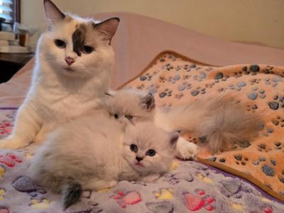 Asia's Munchkins - Munchkin - Gallery Photo #1