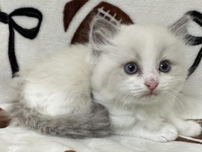 Lilo - Ragdoll - Gallery Photo #1