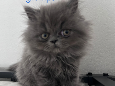 Grumps - Persian - Gallery Photo #1