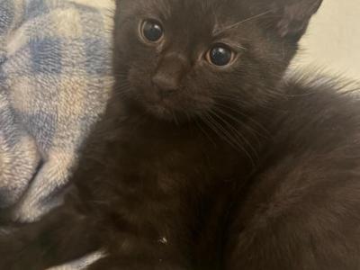 Bean - Domestic - Gallery Photo #1