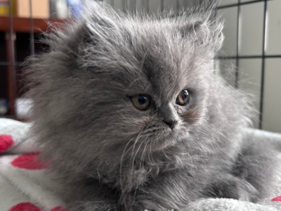 Silver - Persian - Gallery Photo #1