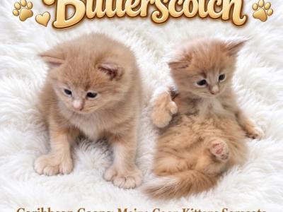 Baby Butterscotch - Maine Coon - Gallery Photo #1