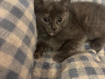 Luna - Domestic - Gallery Photo #1