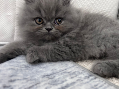 Chicken Little - Persian - Gallery Photo #1