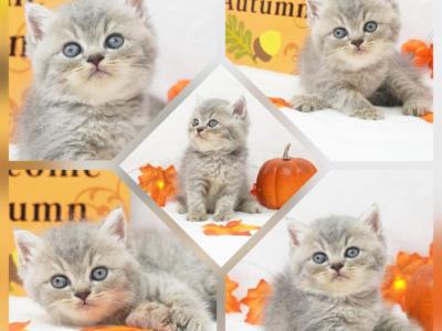 Bliss CFA Health Tested - Persian - Gallery Photo #1